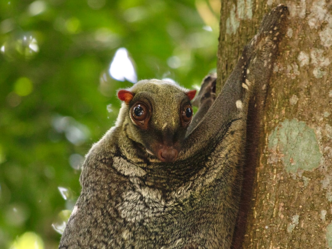 Visual illustration for sugar glider lemas