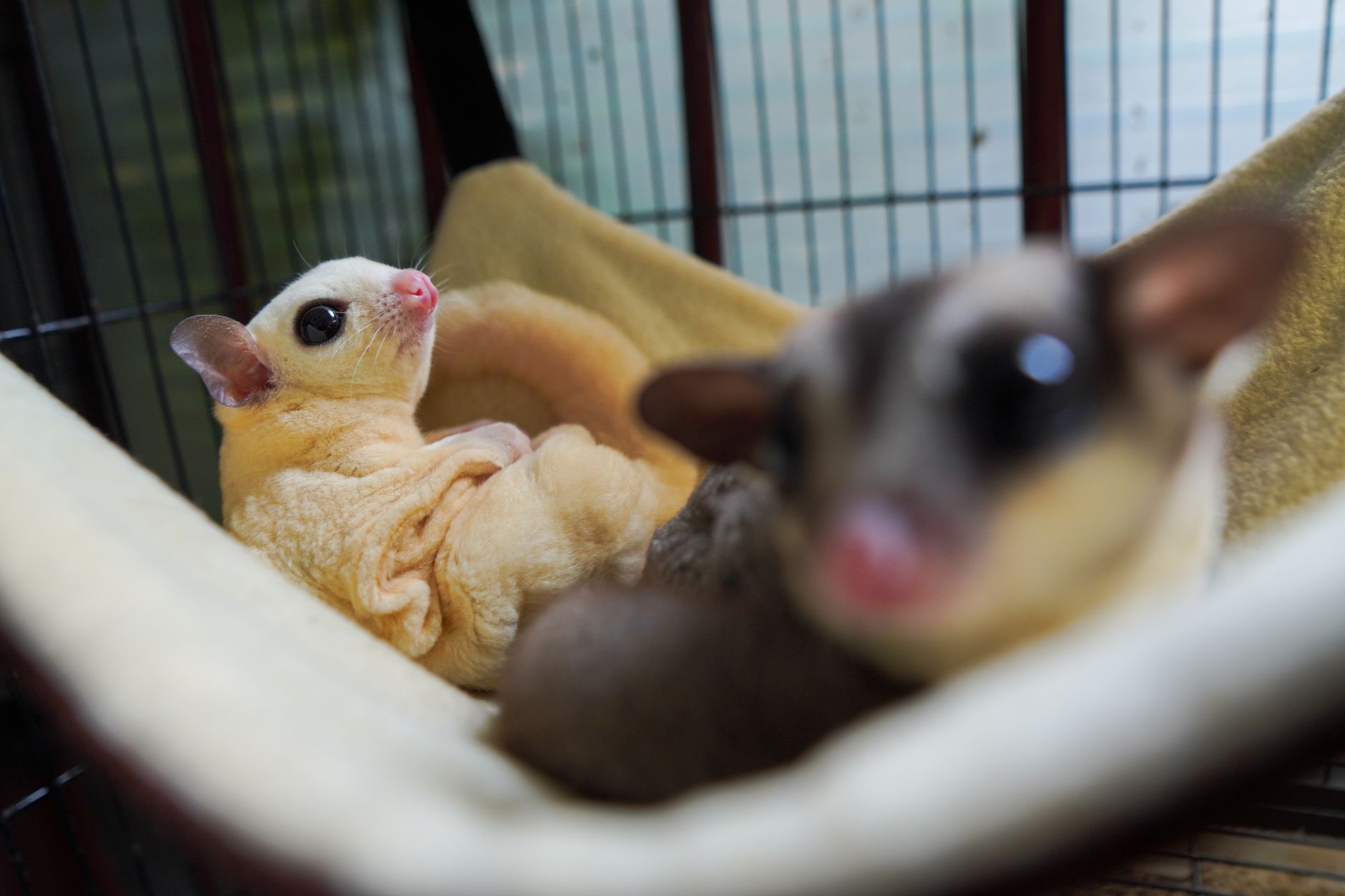 Visual illustration for perawatan landak mini dan sugar glider