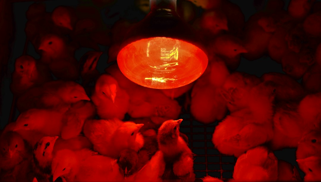 Visual representation of lampu heater keramik kandang