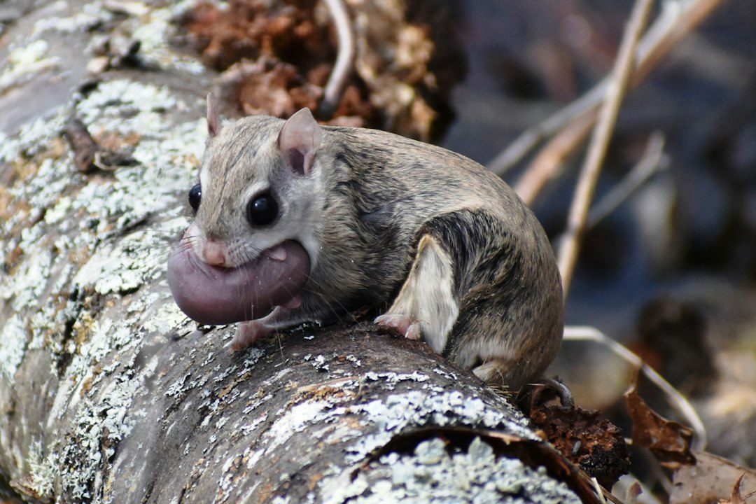Visual representation of sugar glider suka menggigit